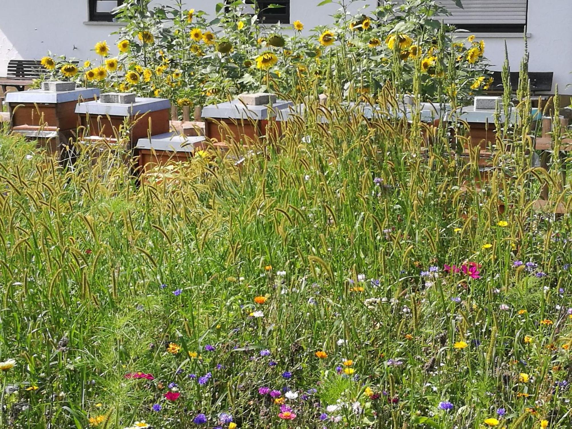 Ferienwohnungen Beim Imker Moessingen Exterior photo